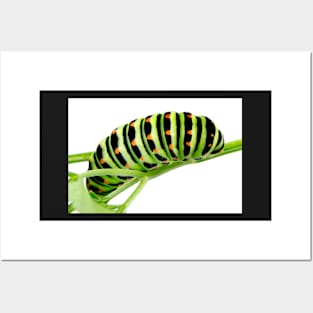 Swallowtail caterpillar Posters and Art
